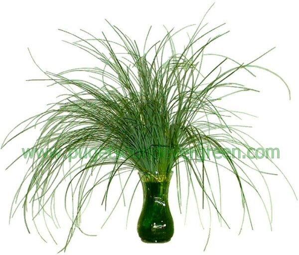 BEARGRASS Bear Grass