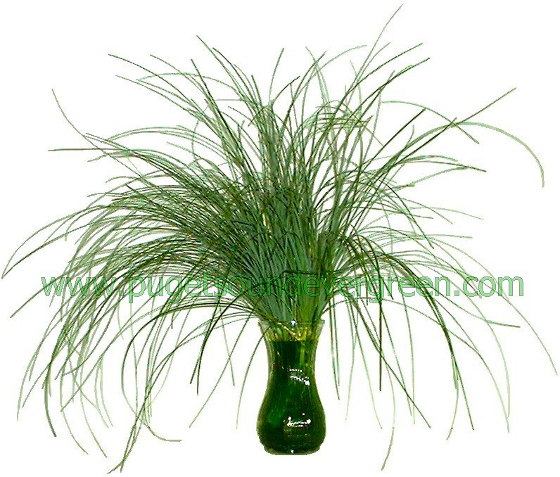 BEARGRASS Bear Grass