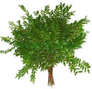 GREENHUCK Green Huckleberry