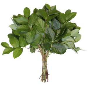 Salal long