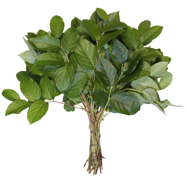 Salal long