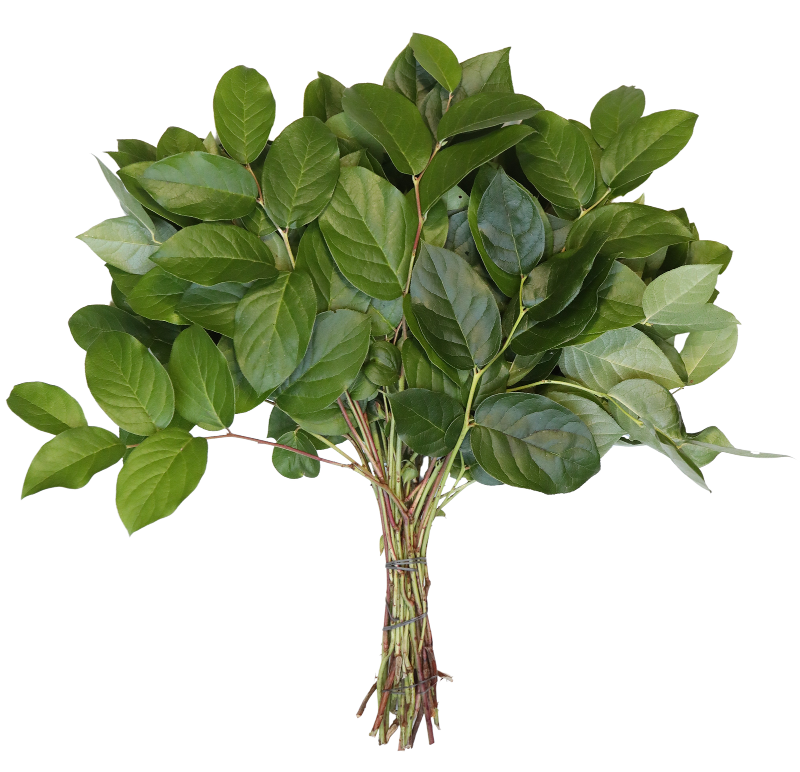 Salal long