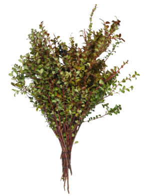 RED HUCKLEBERRY BUNCH Red Huckleberry