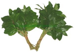 Mini Salal