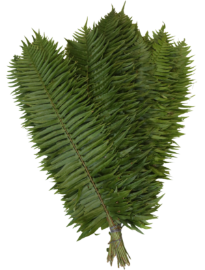Western sword fern