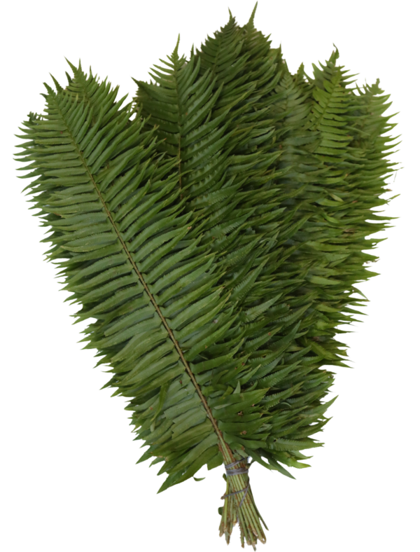 Western sword fern