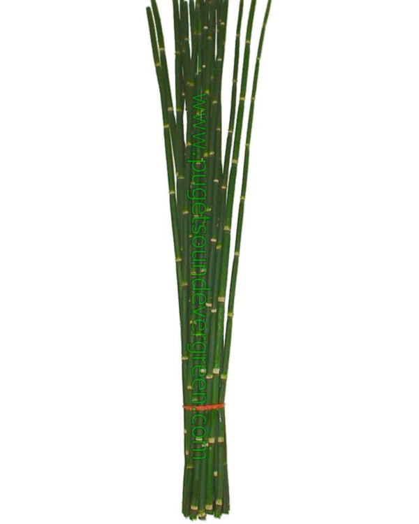 pse-snakegrass Snake Grass