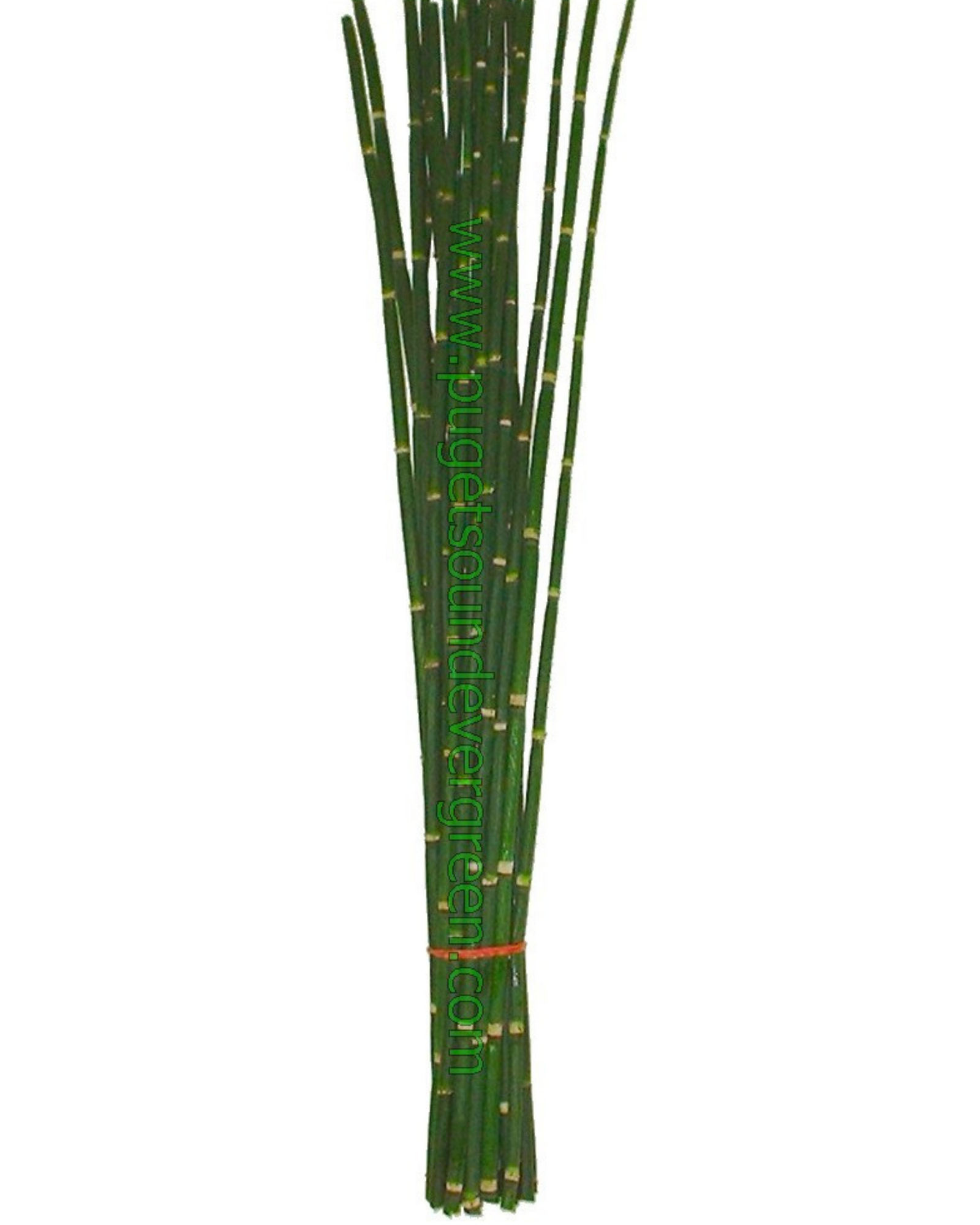 pse-snakegrass Snake Grass