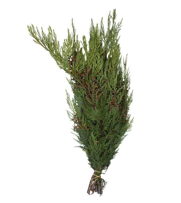 Coned Cedar Bunch
